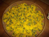 /album/galerie-photos/mielpissenlit-1-jpg/